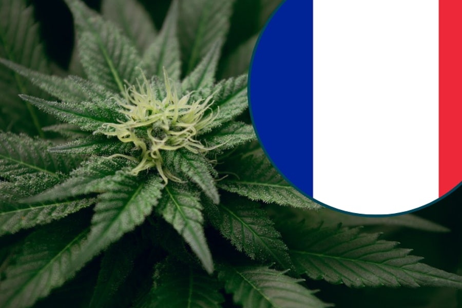 Comment avoir l'autorisation de cultiver du CBD ?