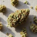 Trim CBD : prix, usages et guide d'achat eebcd4aa bcb5 4388 b144 7a660b246b7a